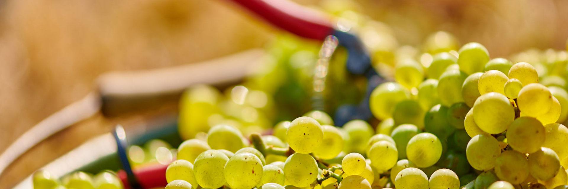 weinberg_slider4
