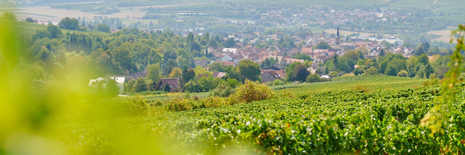 weingut_slide1
